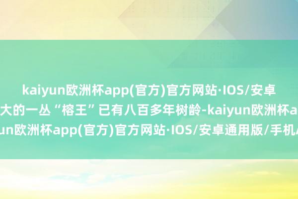 kaiyun欧洲杯app(官方)官方网站·IOS/安卓通用版/手机APP下载最大的一丛“榕王”已有八百多年树龄-kaiyun欧洲杯app(官方)官方网站·IOS/安卓通用版/手机APP下载